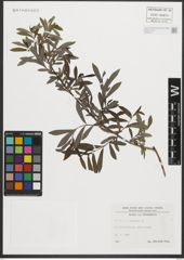 Foto von Salix purpurea L.